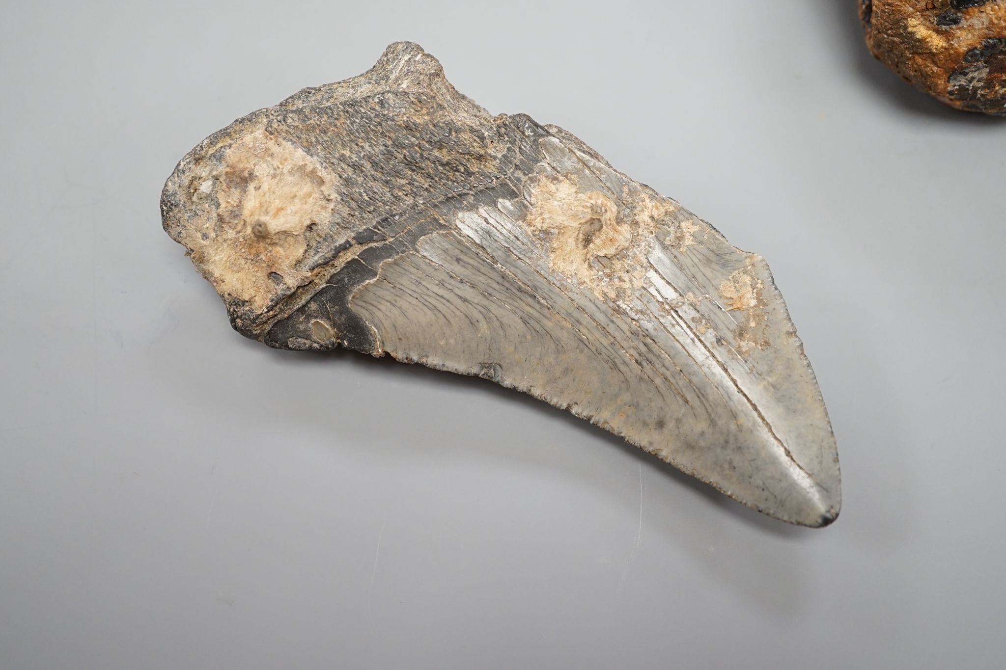 A mammoth tooth, a megalodon tooth and smaller shark tooth, Mammoth tooth 9cms high.